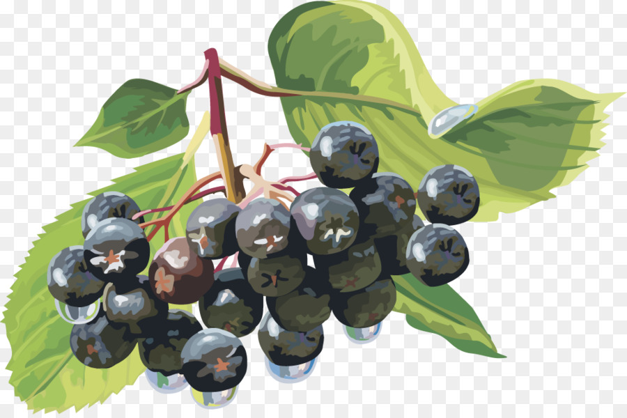 Beeren-clipart - Vektor-Laterne Obst-Heidelbeer-Frucht,Heidelbeere