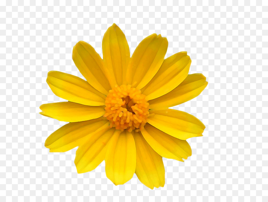 Crisantemo Giallo Comune di margherita di Fiore margherita del Transvaal - giallo crisantemo selvatico