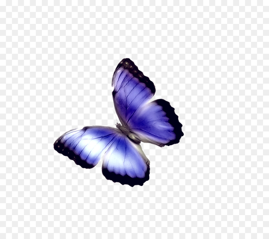 Farfalla Phengaris alcon elemento Chimico - farfalla blu