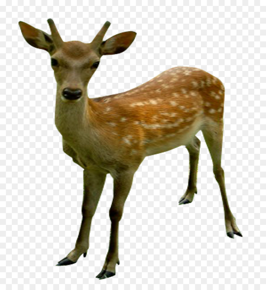 Jilin White-tailed deer Elk Moschustier - Hirsch
