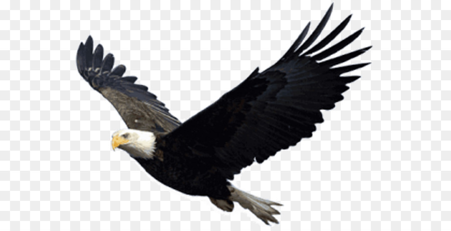 đại bàng đầu hói - Lượn Eagle