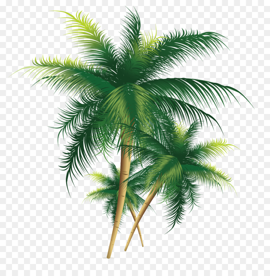 Kokospalme - exquisite Kokos Baum