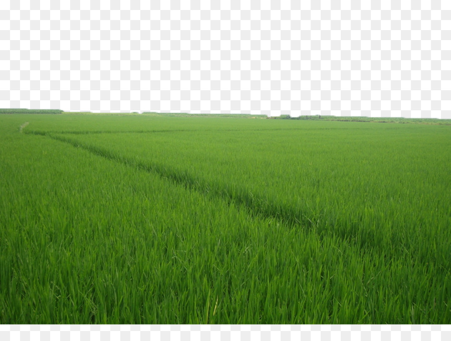 Ernte-Grünland Gräser Rasen-Energie - Grüne Reisfelder