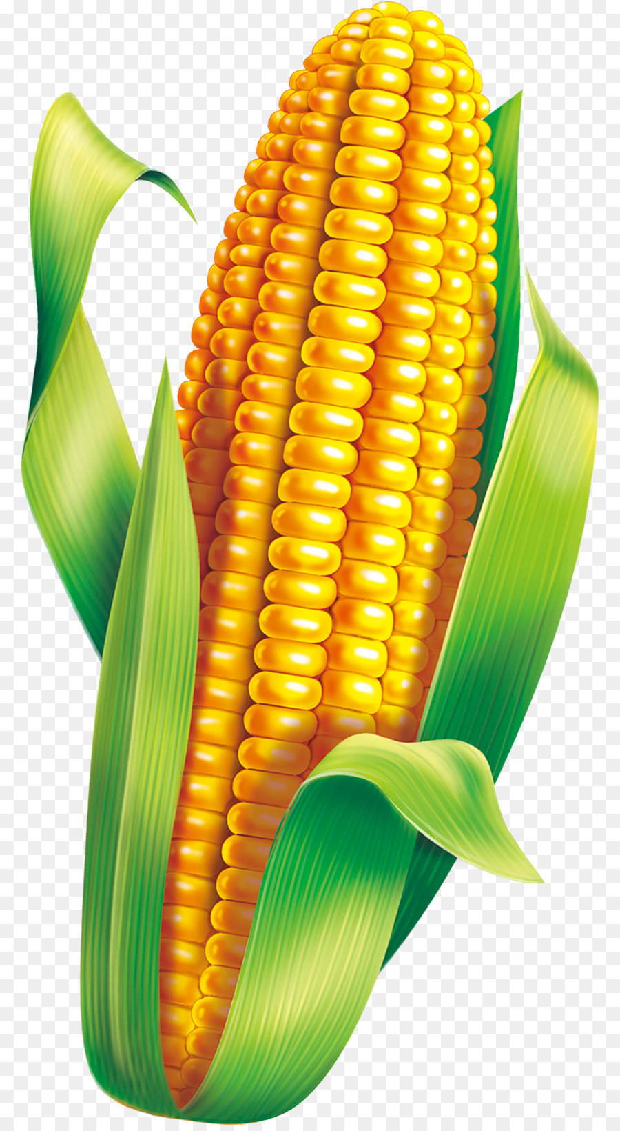 Corn Cartoon