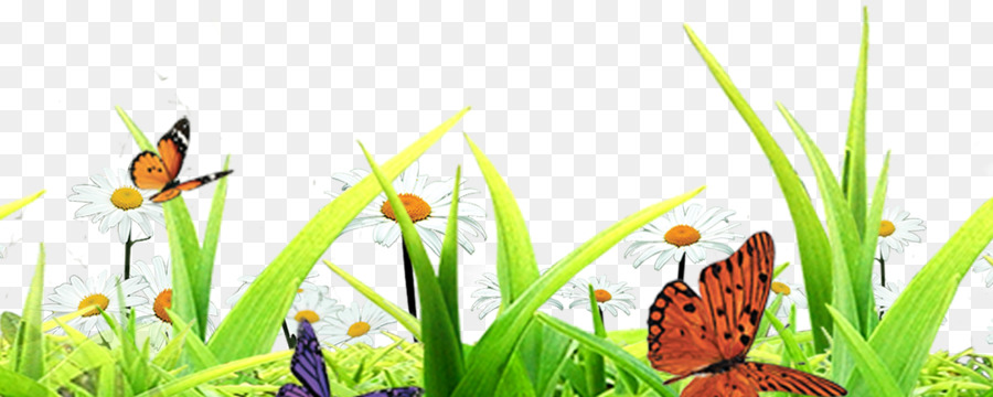 Schmetterling Insekt - Pflanze Insekten