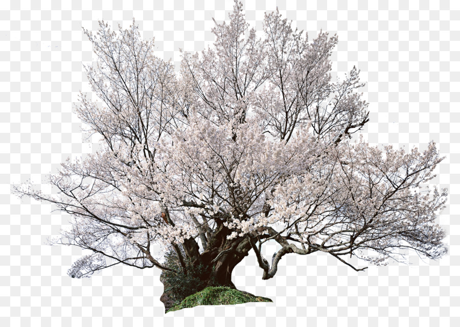 Quốc Gia Lễ Hội Hoa Anh Đào Bụi - Nhật bản gốc cây anh đào