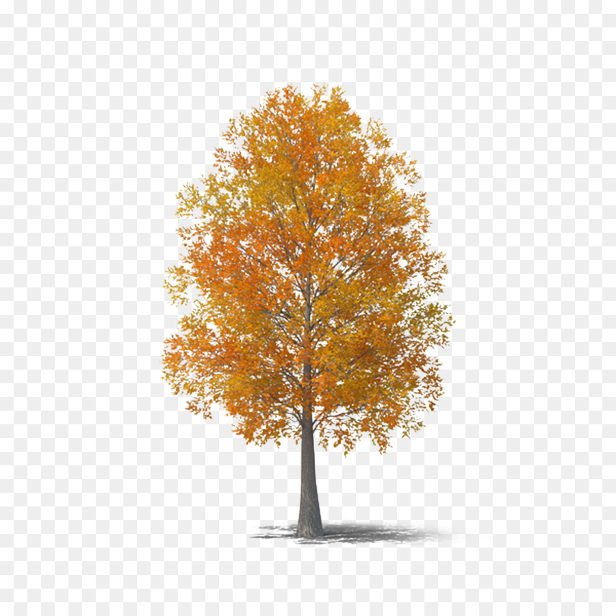 cây mùa thu