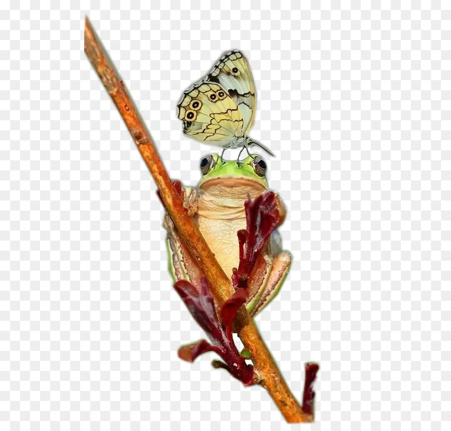Cây ếch Rhacophorus - Xanh lá cây ếch