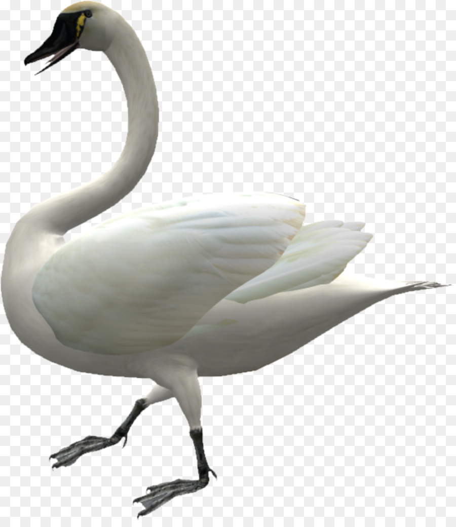 Cygnini Inländische Gans, Ente - Zu Fuß Swan