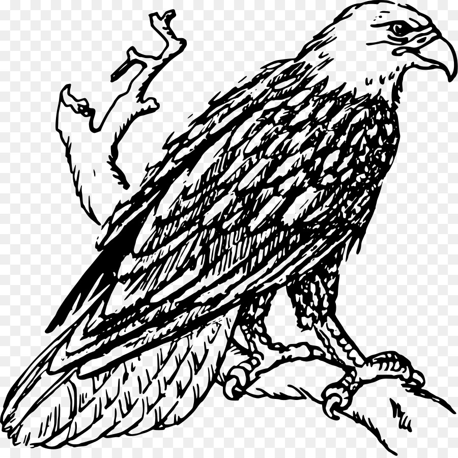 Đại Bàng đầu hói đại Bàng đuôi Trắng Clip nghệ thuật - american eagle.