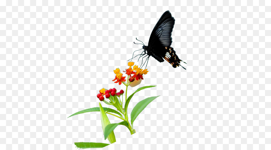 Butterfly Nymphalidae Nektar, Blütenpollen - Sonnenblume