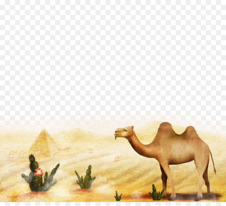 Painting Cartoon png download - 983*878 - Free Transparent Camel png  Download. - CleanPNG / KissPNG
