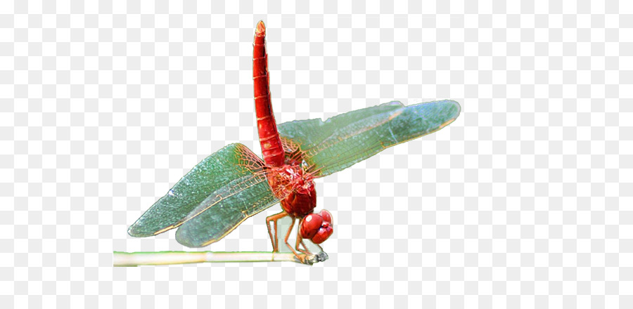Libelle, Insekt Download - Filialen dragonfly Dekoration Bilder