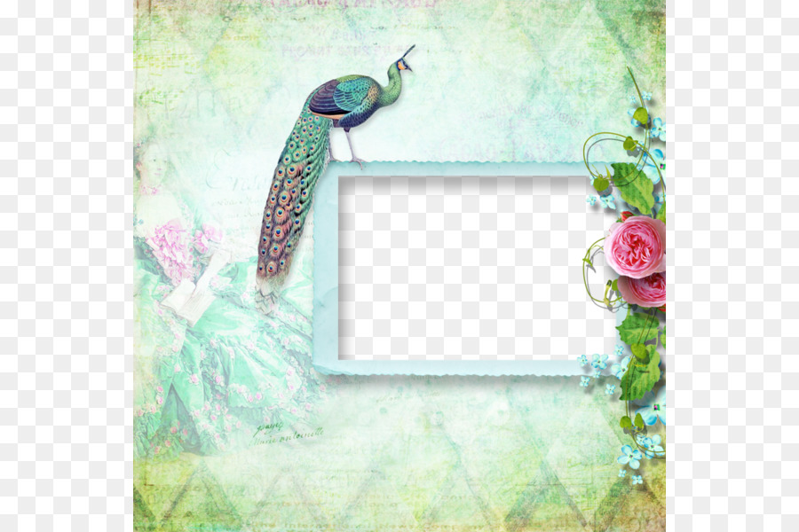 Khung hình ảnh Công Bordiura - Peacock xanh nền khung