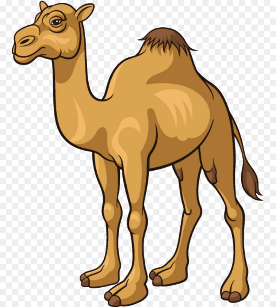 Camel Cartoon-Royalty-free clipart - Cartoon camel material