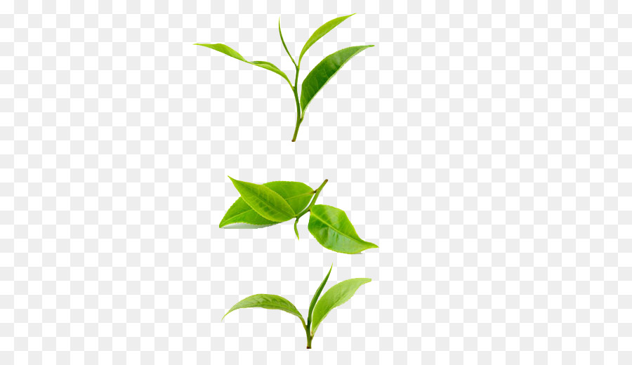 Leaf Green Tea
