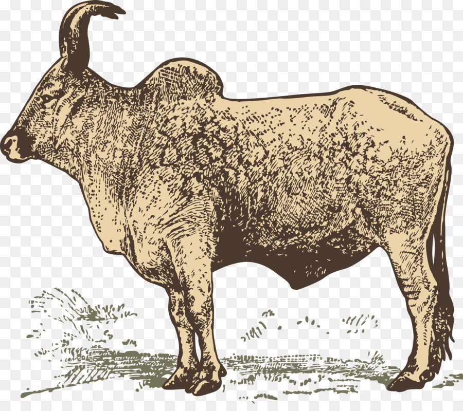 Bufalo d'acqua Zebù Fauna selvatica - Capra