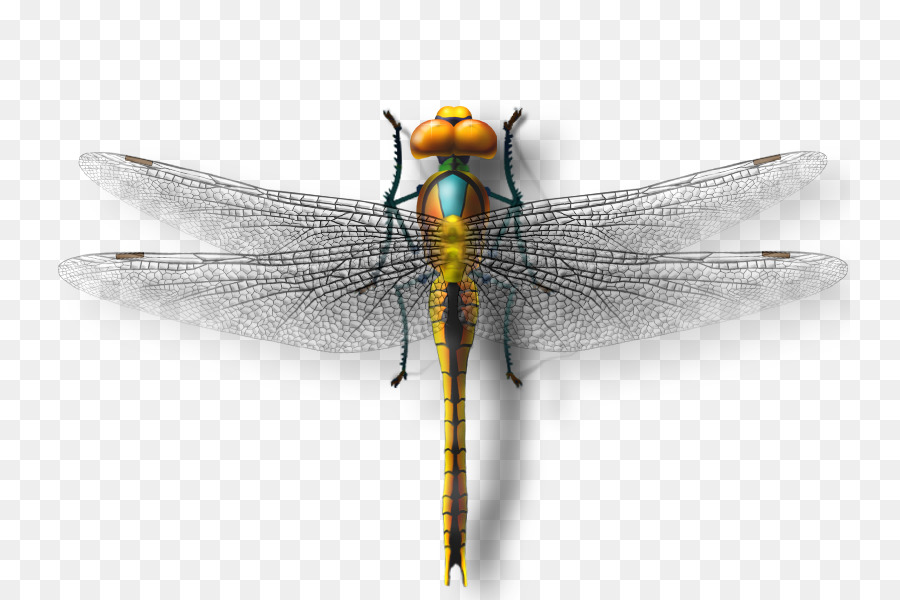 Libelle, Insekt, Schmetterling - dragonfly