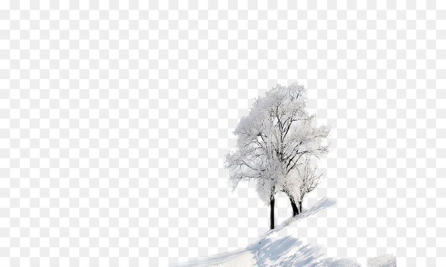 Dãy Nền Tuyết Mùa Đông - Hai cây trong mùa đông