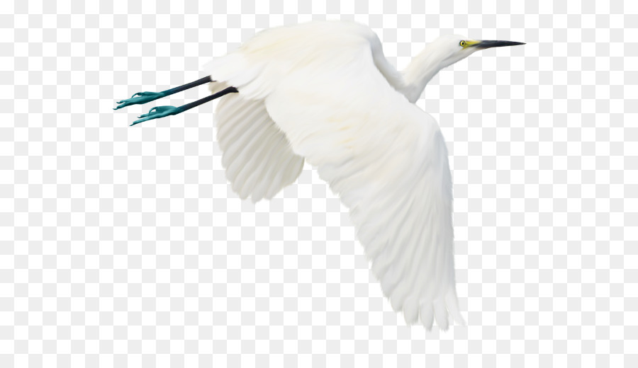 Vogel-Flug, Reiher, Fotografie - weißer Kran
