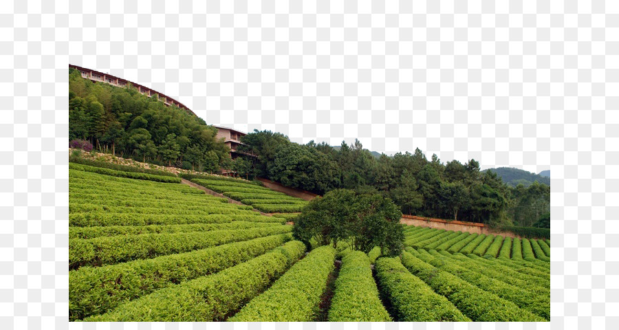 Giardino del tè Scaricare - Il tè verde giardino materiale