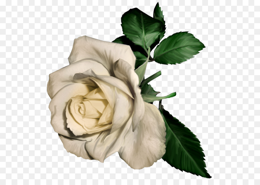 Vẫn còn Sống: Hoa Hồng Tranh nghệ thuật Clip - hoa hồng trắng