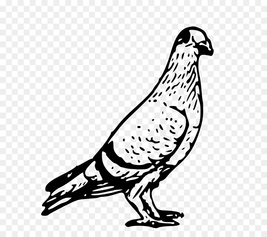 Homing pigeon Vogel Columbidae Release dove Clip art - Public-Domain-Line-Art