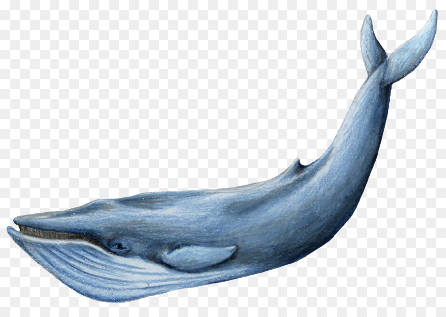 Blauwal clipart - Wal-Dekoration