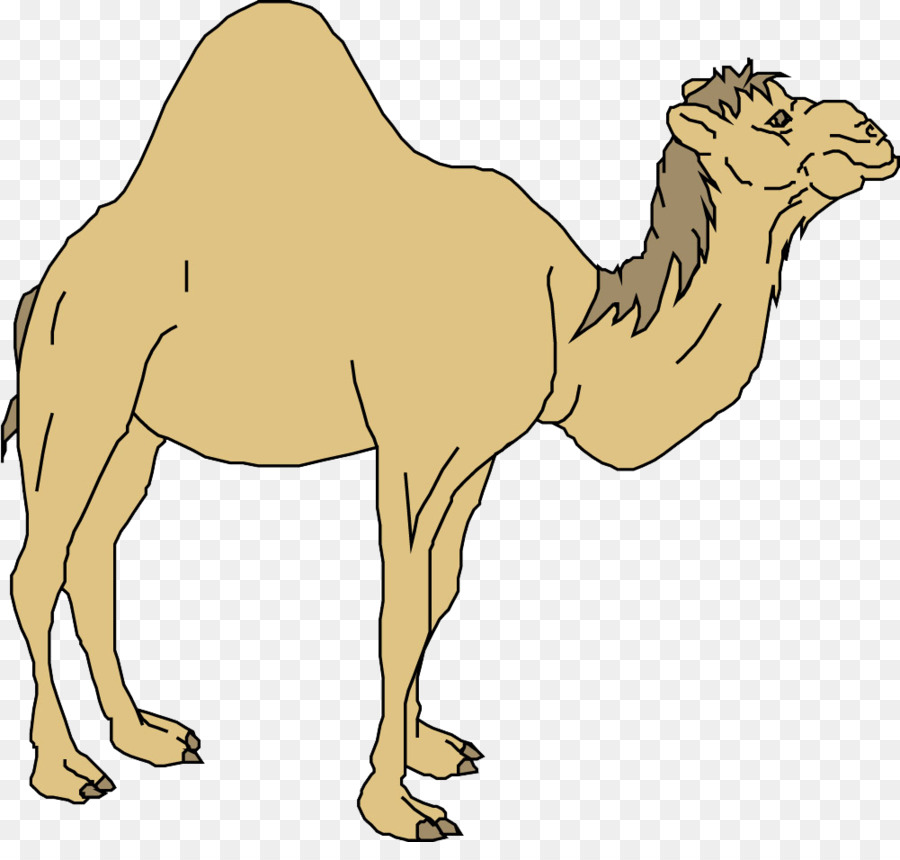 Dromedar Pferd Cartoon - Kamel-cartoon