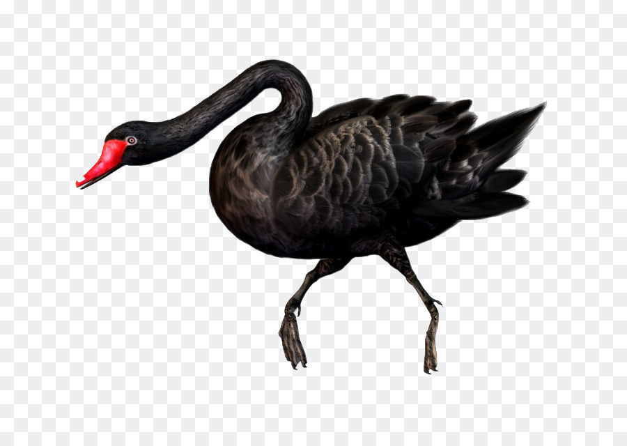 Black swan con Chim - Thiên nga đen