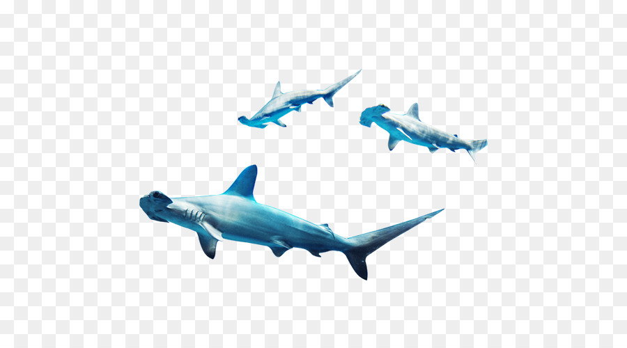 Requiem shark Marine Biologie - Herden shark