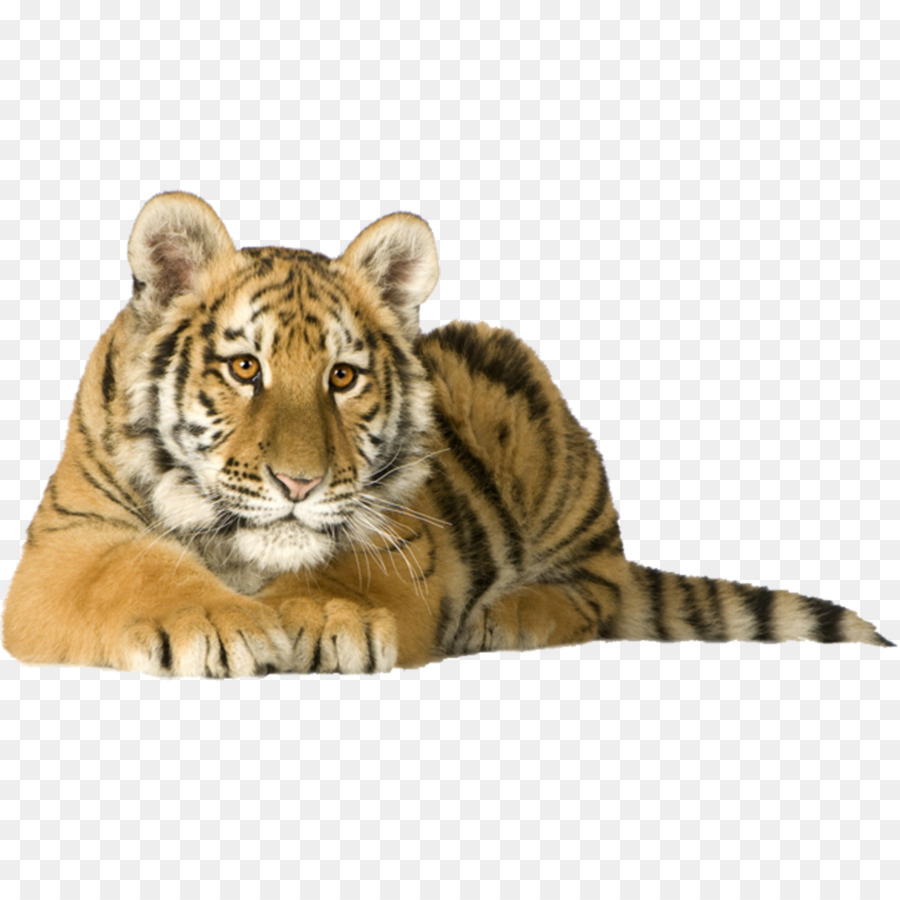 Sibirische Tiger-Kätzchen-Katze-Bengal tiger Felidae - tiger
