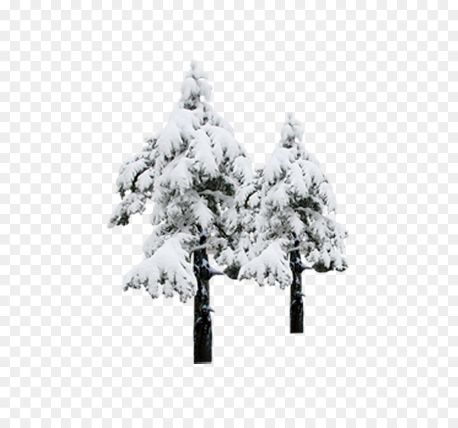 Kiefer, Schnee, Winter - Snow pine