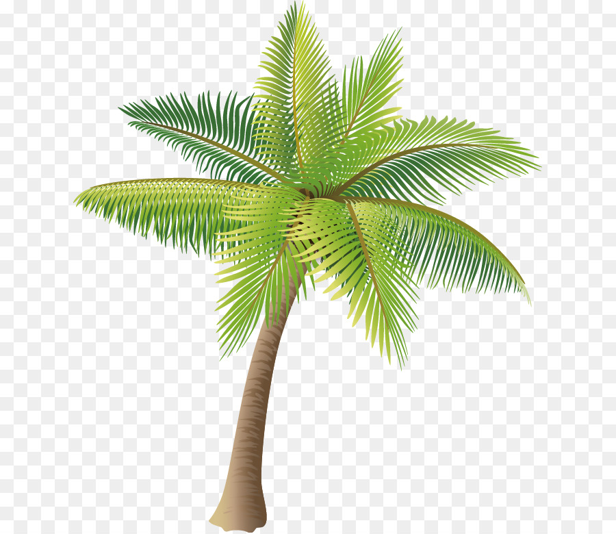 Kokos-Symbol - Coconut tree vector material png