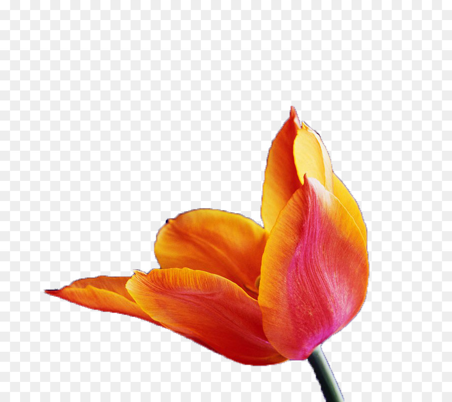 Tulip Cam Nền - Mở tulip