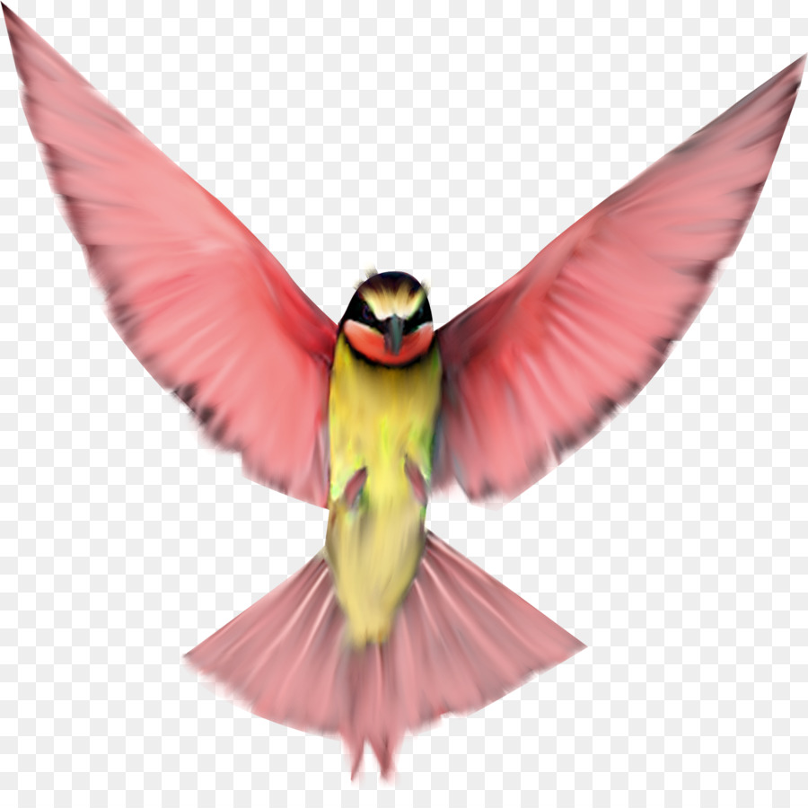 A volo d'uccello Clip art - rosa uccelli