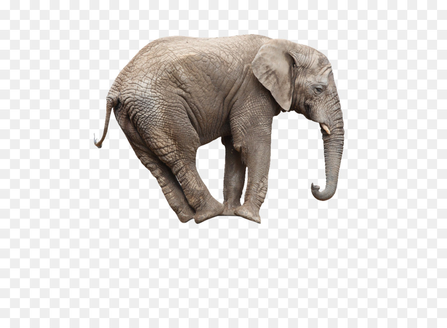 Afrikanischer Elefant, Was Mathematik damit zu Tun? Stock Fotografie-Zirkus - Ein Elefant