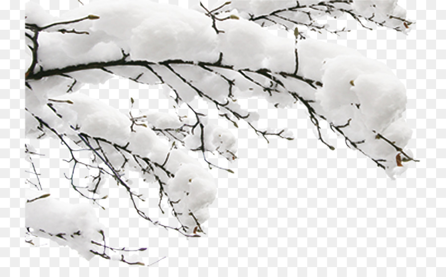 Tuyết Mùa Đông Tử Cung - tuyết chi nhánh