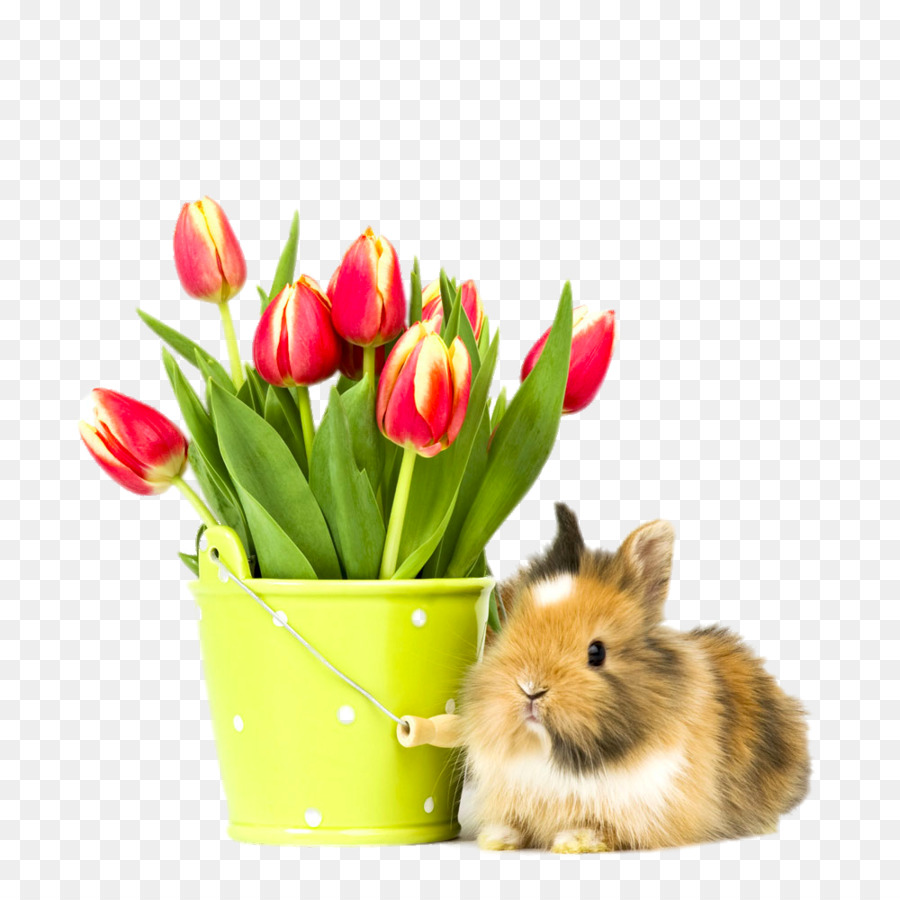 Macintosh kênh truyền hình 1080p Thỏ Nền - Sóc Hoa Tulip