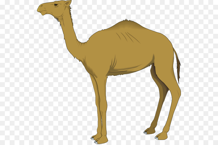 Baktrische Kamel Dromedar Clip-art - Free Clips Camel
