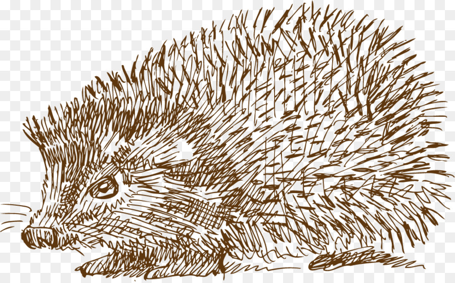 Domesticated Hedgehog Porcupine