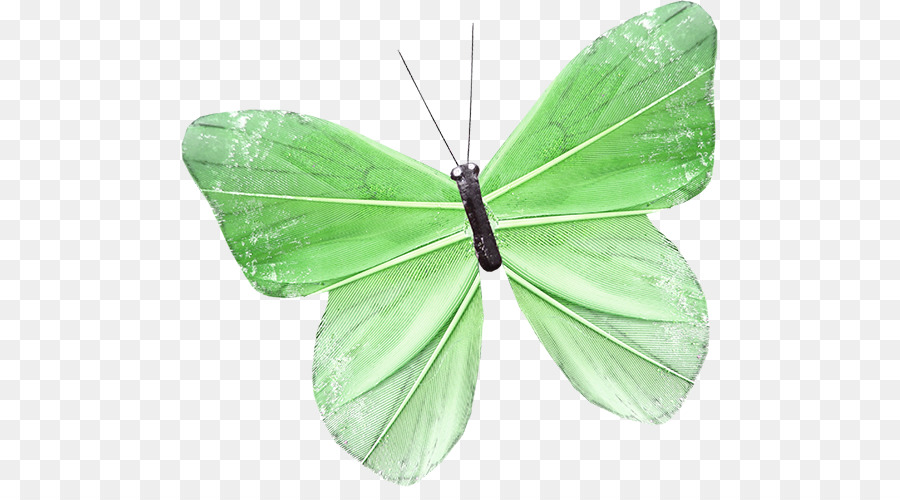 Farfalla Nymphalidae Falena - Verde Farfalla Libera di tirare il materiale