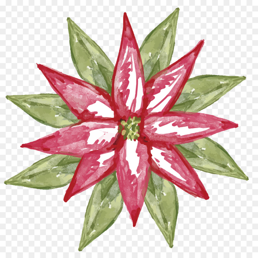 Ilex cornuta di Natale Pianta Poinsettia - Aloe acquerello vettore materiale