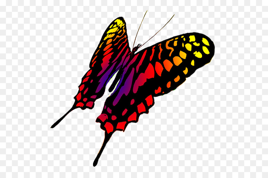 Vua bướm Vẽ Phượng bướm Clip nghệ thuật - đuôi màu vàng.