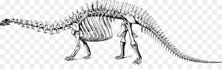 Brontosauro Apatosaurus Tyrannosaurus Diplodocus Stegosauro - Vettore di scheletro di dinosauro
