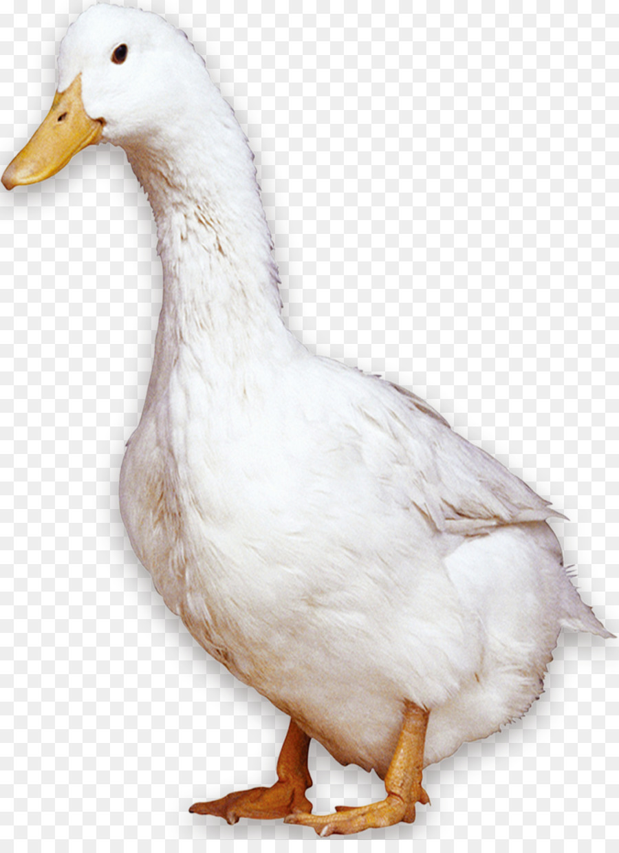 American Pekin Peking-Ente Vogel Inländischen Gans - Weiße Ente