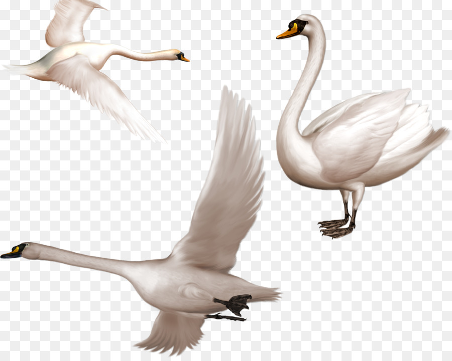 Cygnini Vogel clipart - White Swan