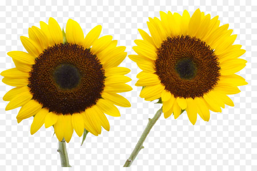 Zwei Schneiden, Sonnenblumen Gemeinsamen Sonnenblumen-Blütenblatt Gelb - Sonnenblume