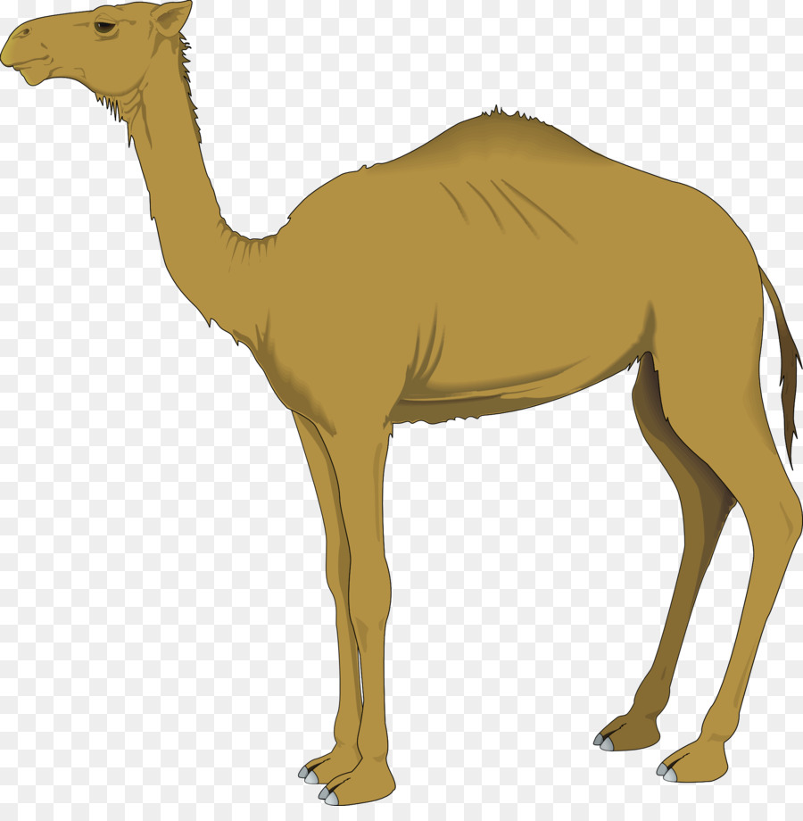 Baktrische Kamel Dromedar Clip-art - Marokkanische Kamel Cliparts