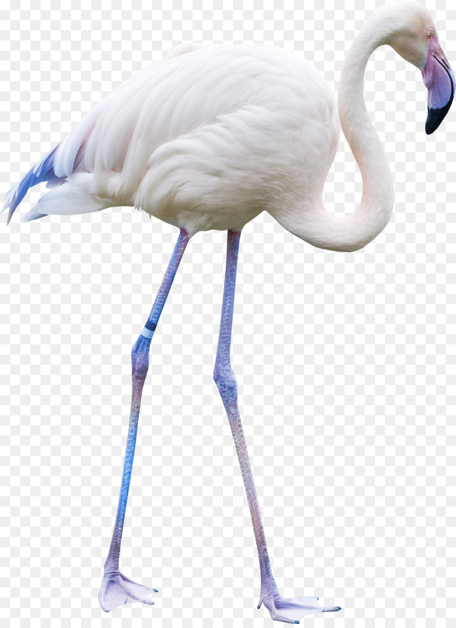 Vogel - white crane